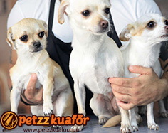 Pet Makine Traşı pet makine traşı